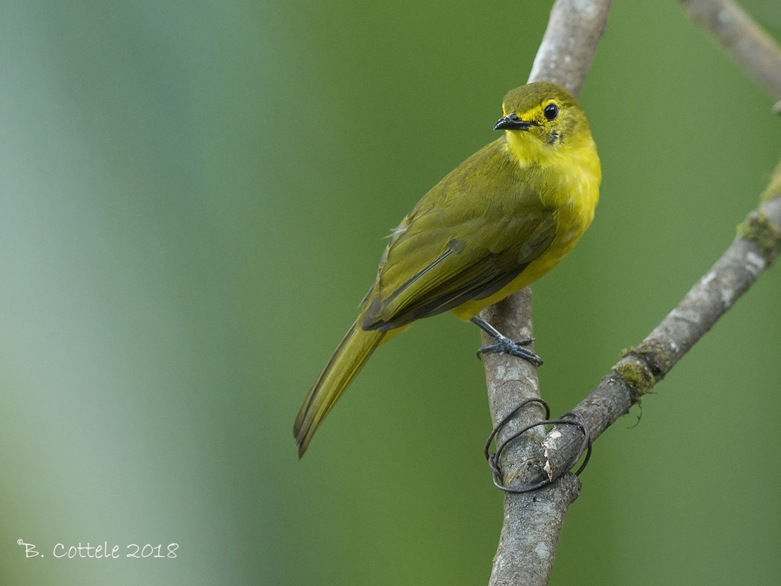 Goudbrauwbuulbuul - Yellow-browed Bulbul - Acritillas indica