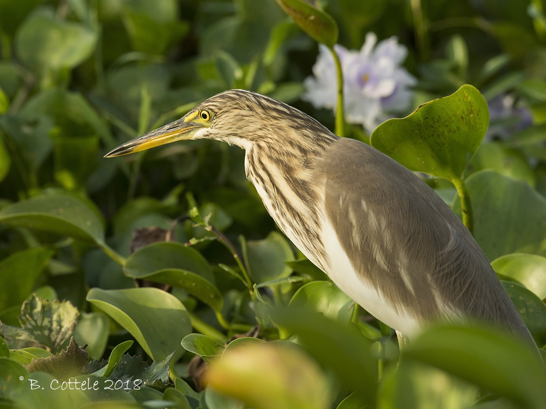 Indische Ralreiger - Indian Pond Heron - Ardeola grayii