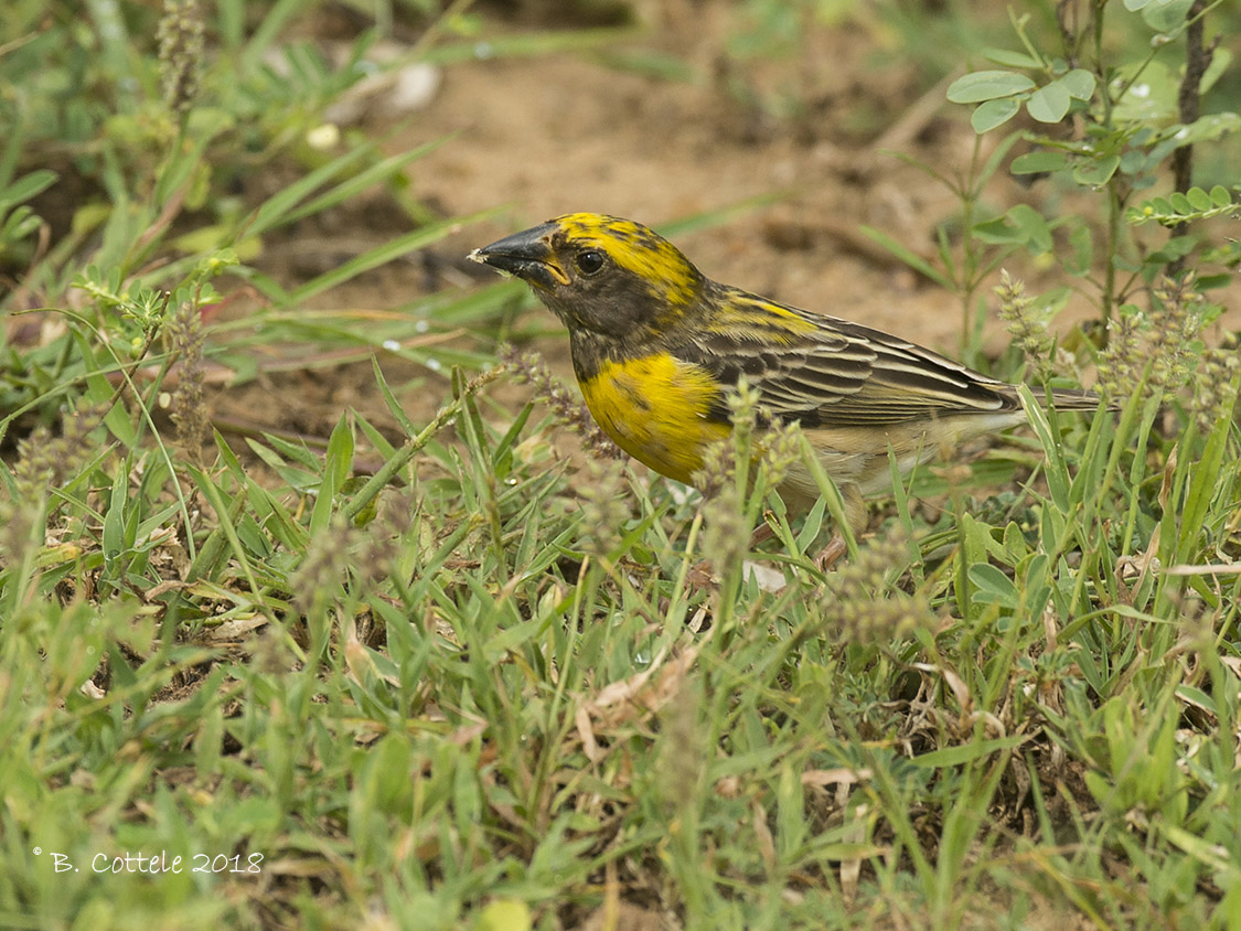 Bayawever - Baya Weaver - Ploceus philippinus