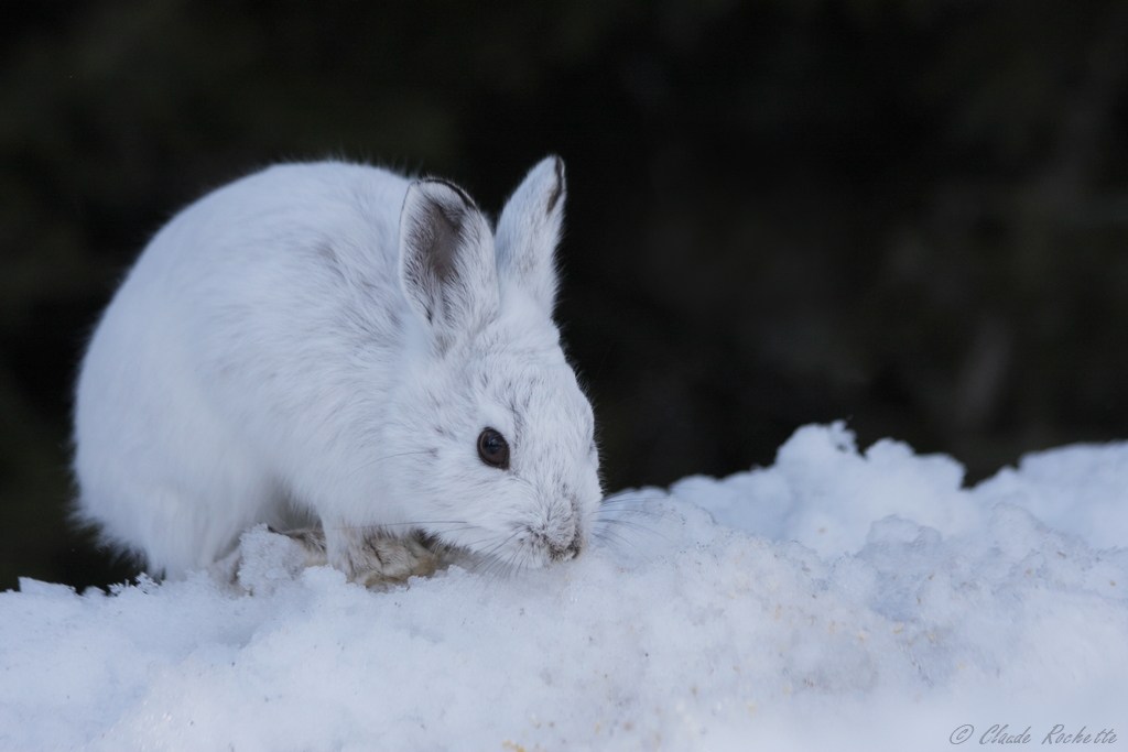 Lièvre dAmérique / Snowshoe Hare