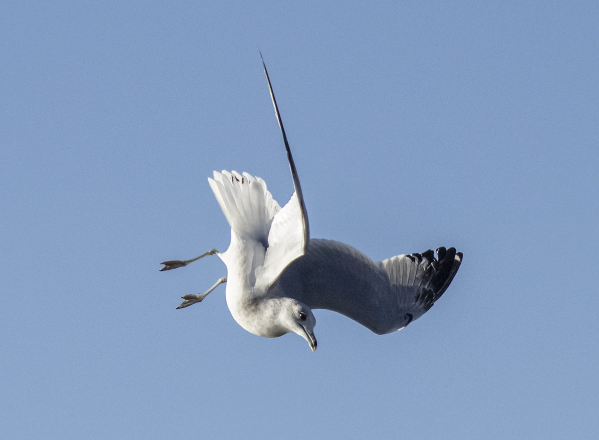 Dive bomber