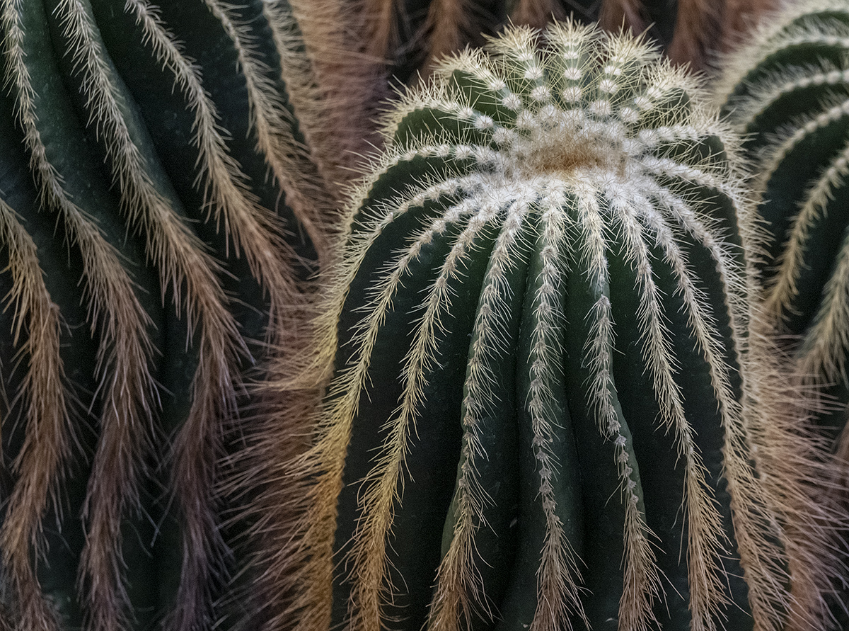 Sony: Brazilian cactus
