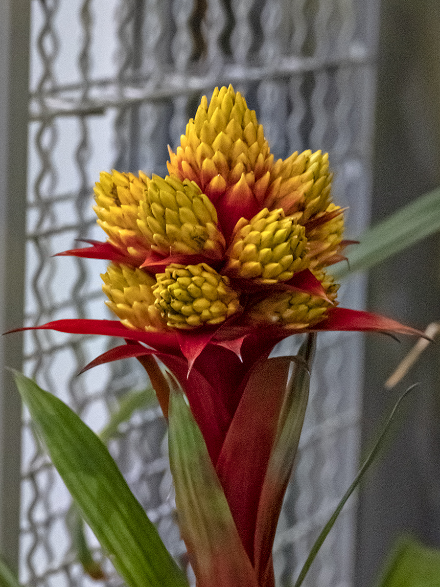 Sony: Yellow and red flower
