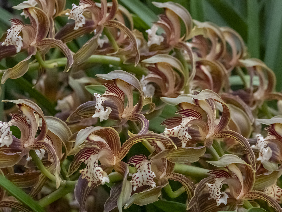 Sony: Orchid mass