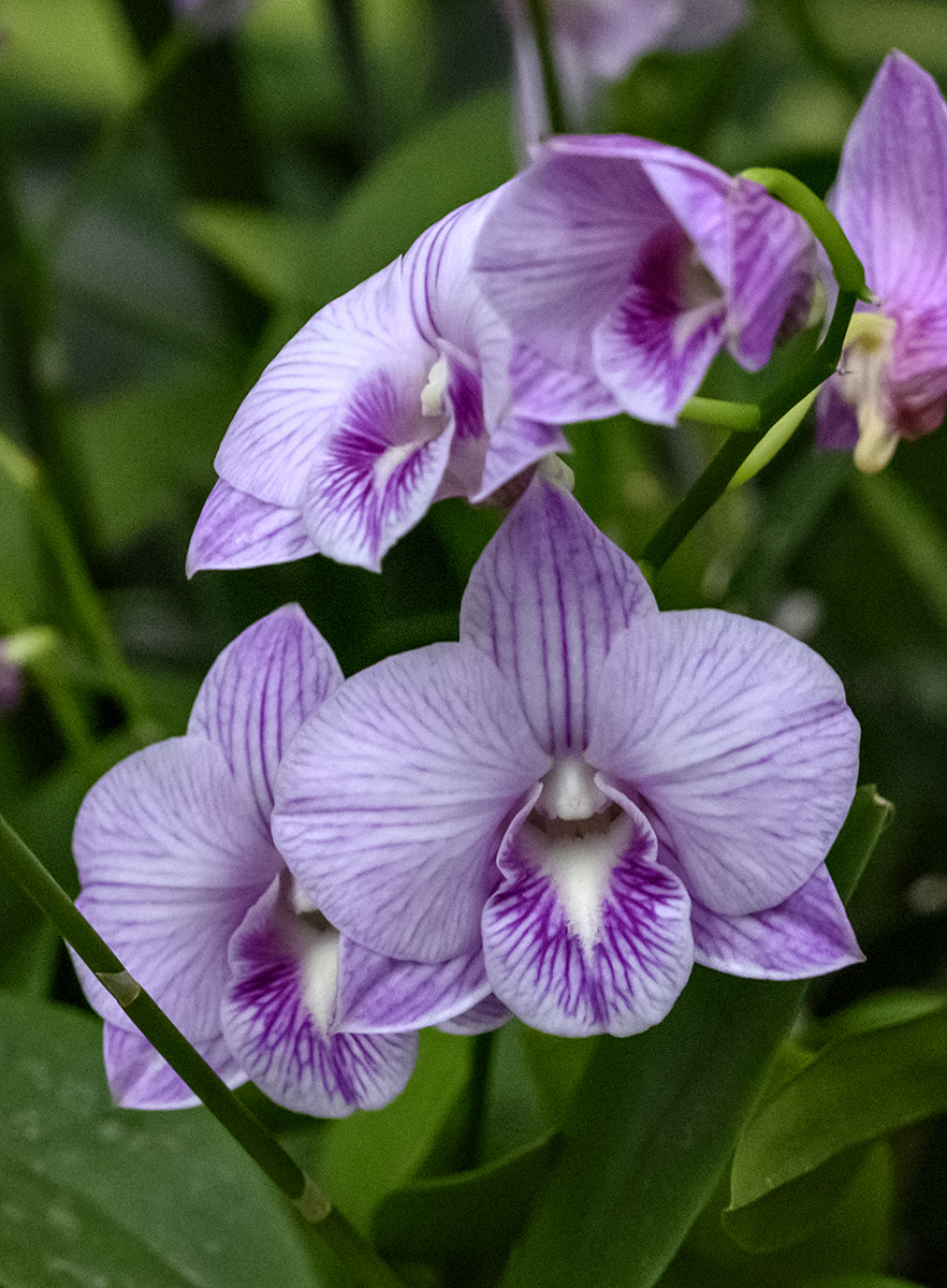 Z7: Pink or purple blossoms