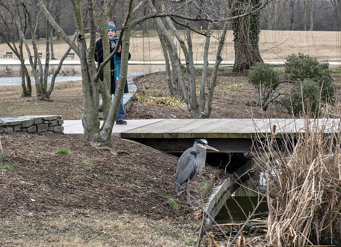 Me and the heron