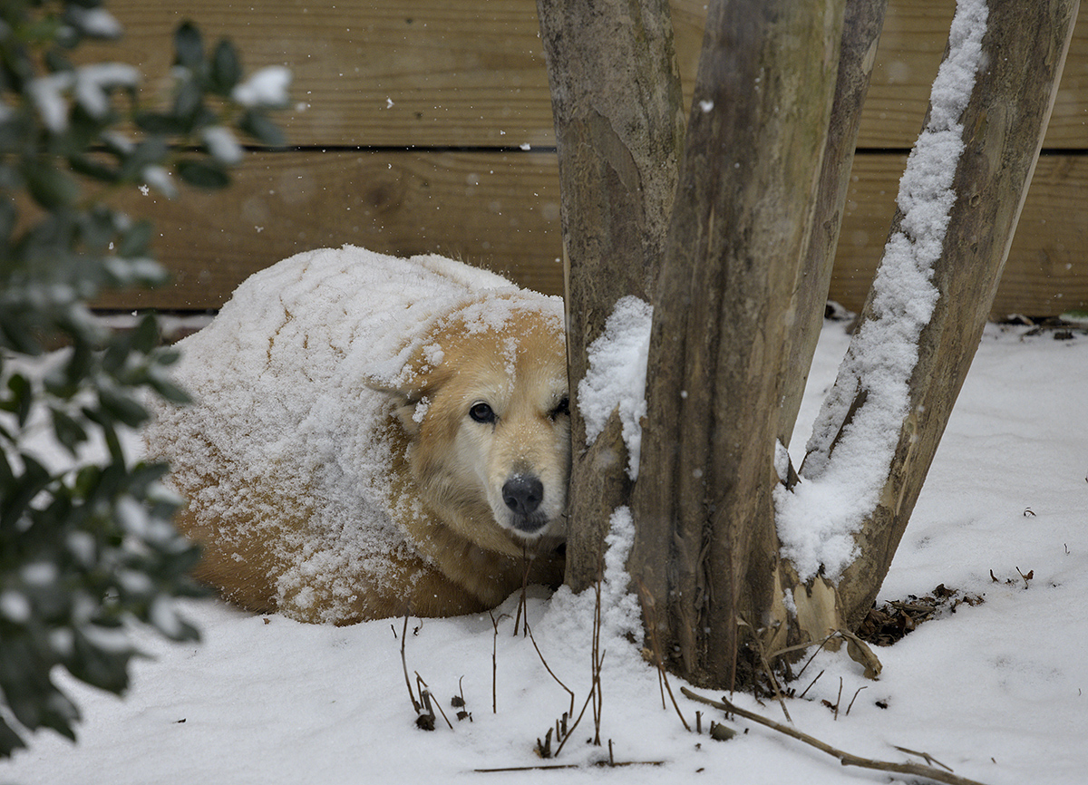 Snow girl