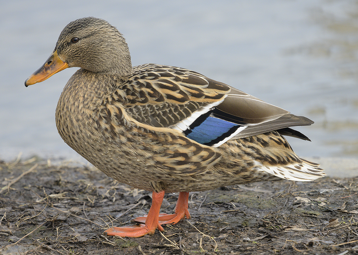 The beautiful Mrs. Mallard