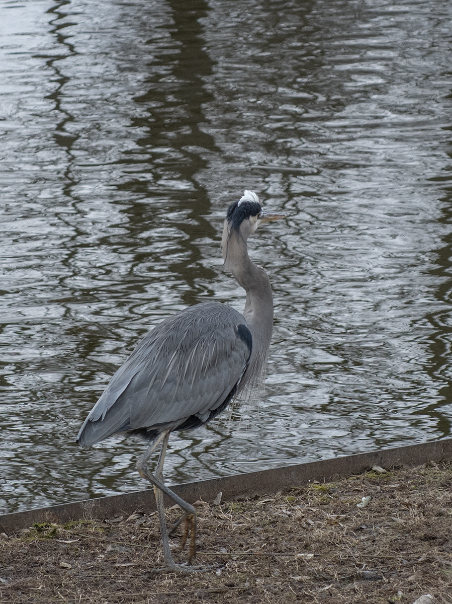 Reflections with heron