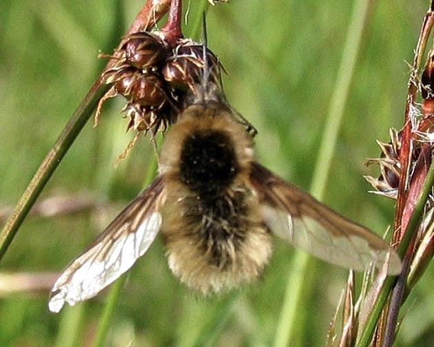 Stor svvfluga - Bombylius major.jpeg
