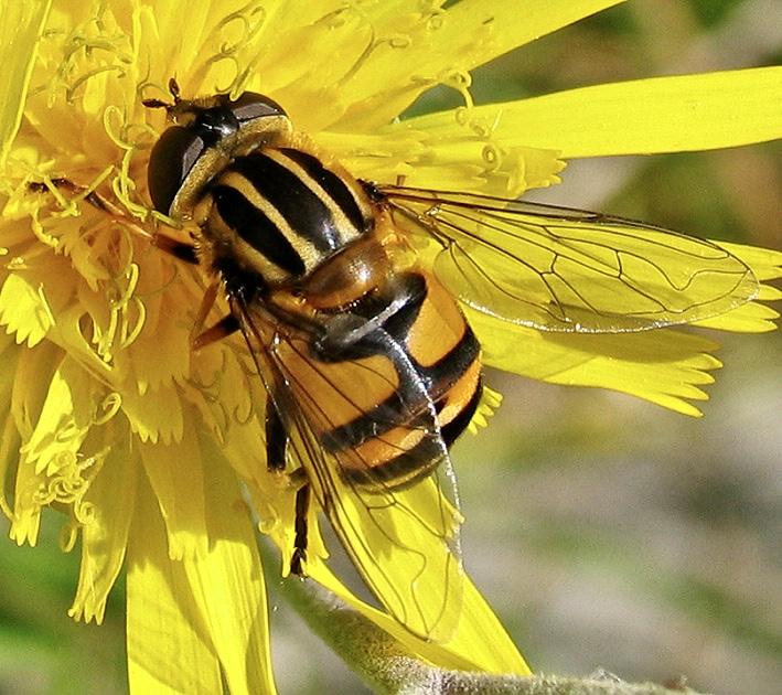 Pendelblomfluga.jpeg