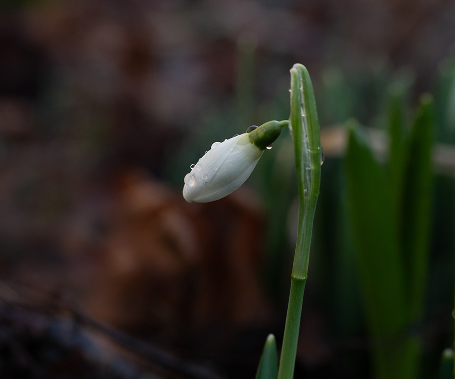 Galanthus nivalis