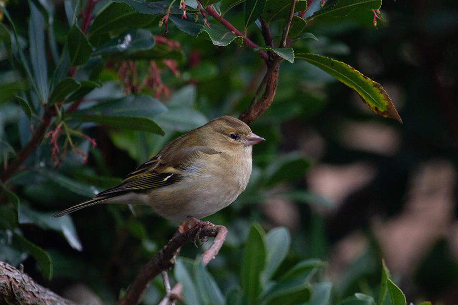 Chaffinch ♀