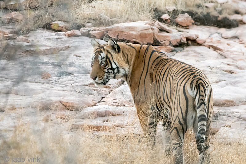 Tiger - Tijger - Panthera tigris
