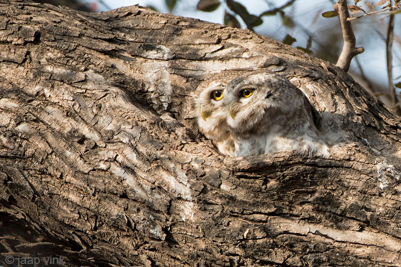 Spotted Owlet - Brahmaanse Steenuil - Athene brama