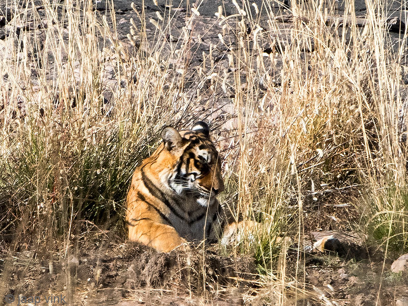 Tiger - Tijger - Panthera tigris