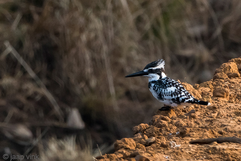Pied Kingfisher - Bonte IJsvogel - Ceryle rudis