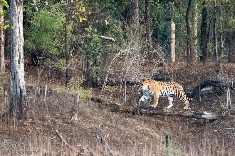 Tiger - Tijger - Panthera tigris