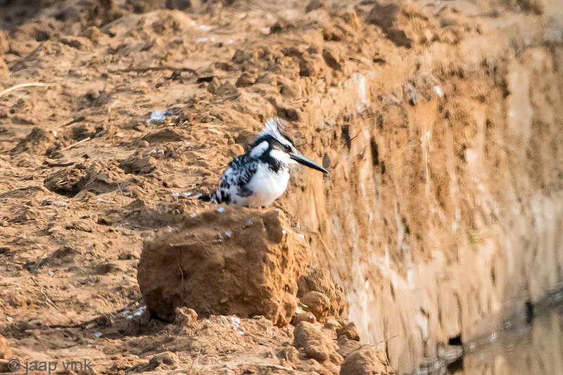 Pied Kingfisher - Bonte IJsvogel - Ceryle rudis