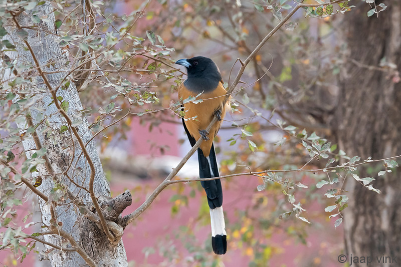 Rufous Treepie - Rosse Boomekster - Dendrocitta vagabunda
