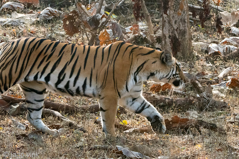 Tiger - Tijger - Panthera tigris