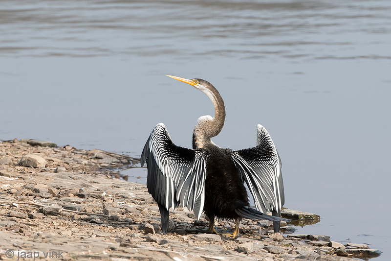 Darter - Indische Slangenhalsvogel - Anhinga melanogaster