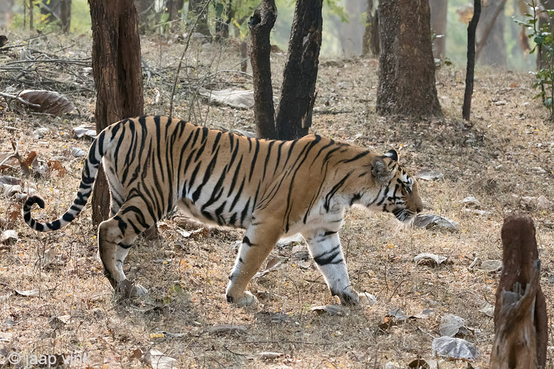 Tiger - Tijger - Panthera tigris