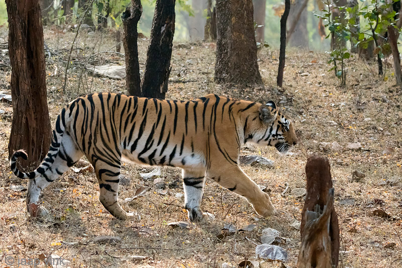 Tiger - Tijger - Panthera tigris