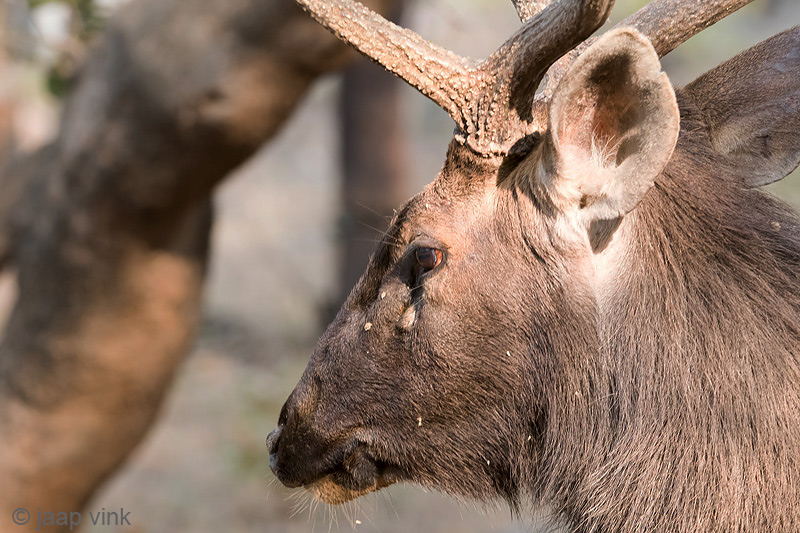 Sambar Deer - Sambar - Rusa unicolor