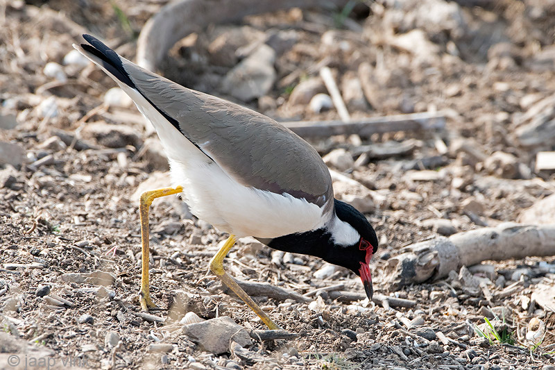Red-wattled Lapwing - Indische Kievit - Vanellus indicus