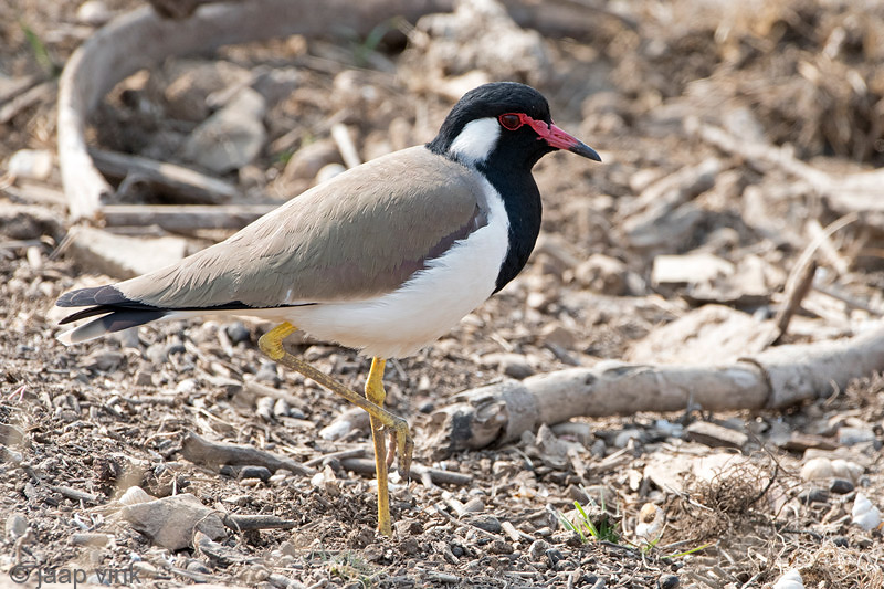 Red-wattled Lapwing - Indische Kievit - Vanellus indicus