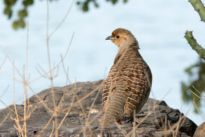 Grey Francolin - Grijze Frankolijn - Francolinus pondicerianus