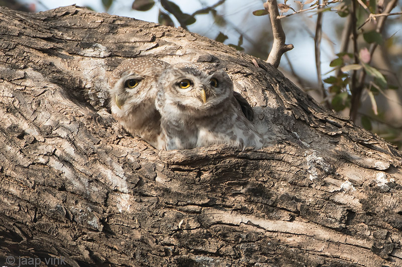 Spotted Owlet - Brahmaanse Steenuil - Athene brama