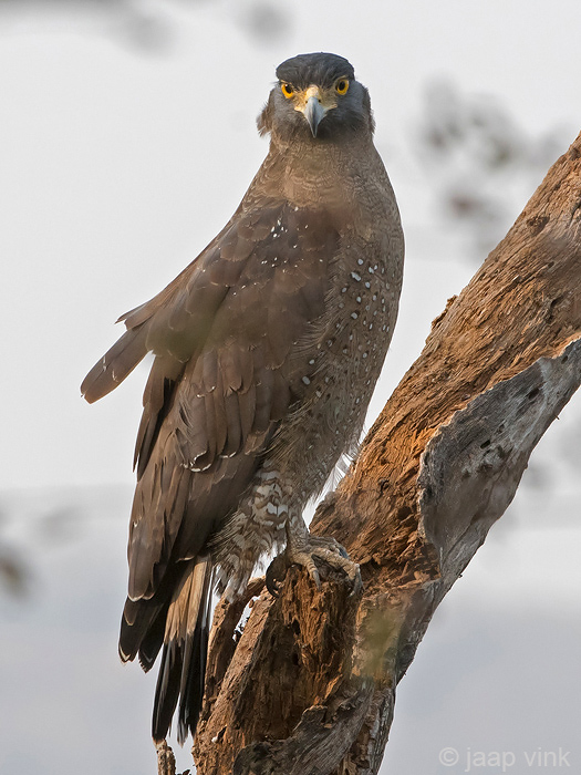 Crested Serpent Eagle - Indische Slangenarend - Spilornis cheela