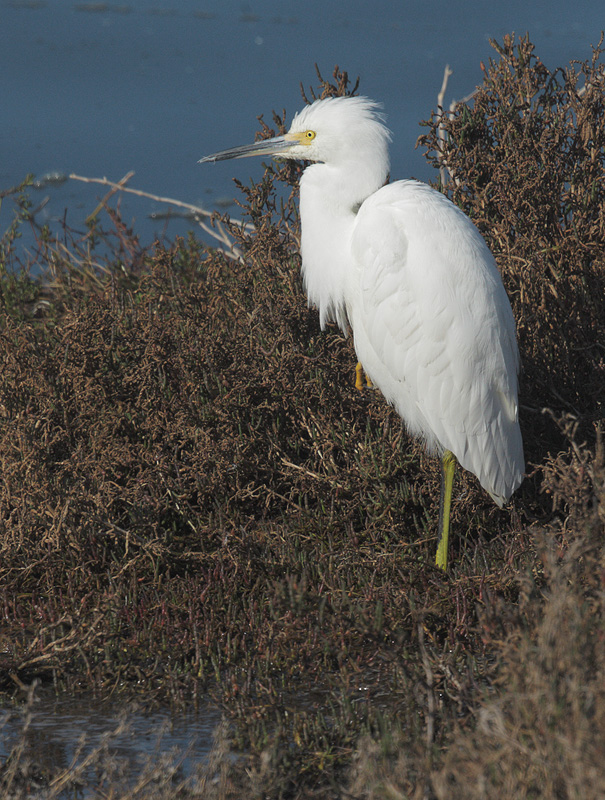 Snowy Egret