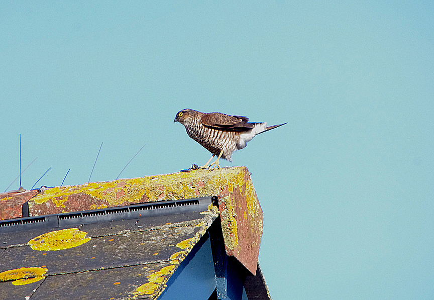 SPARROWHAWK . EXMOUTH . DEVON . 13 . 1 . 2019