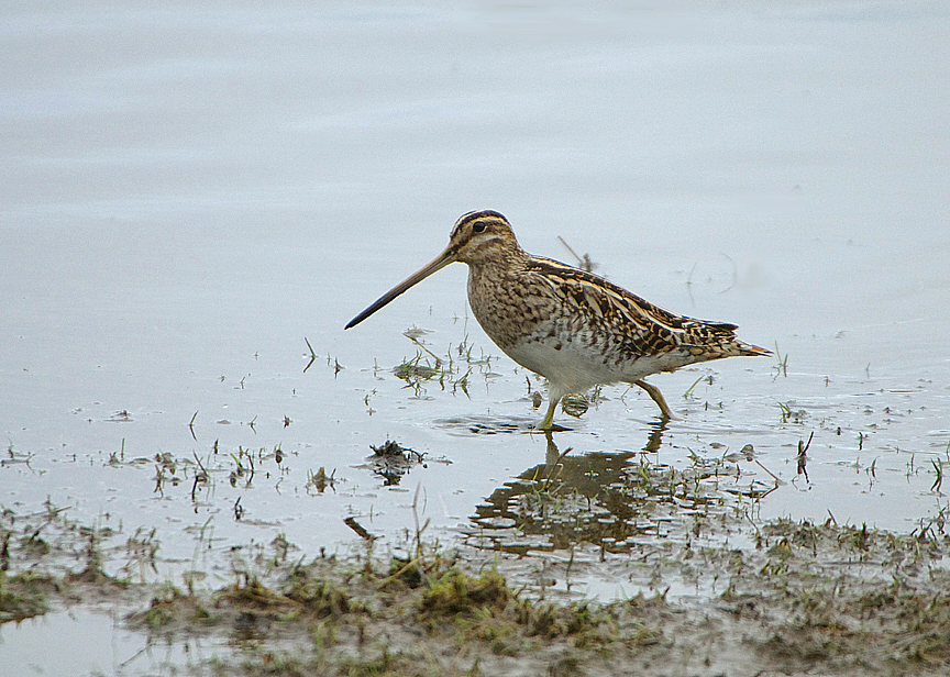 COMMON SNIPE . BOWLING GREEN MARSH . TOPSHAM . DEVON . 14 . 1 . 2019