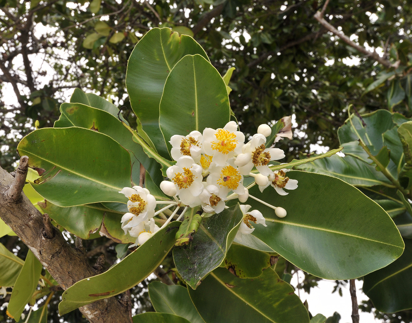 Calophyllum inophyllum. Closer.