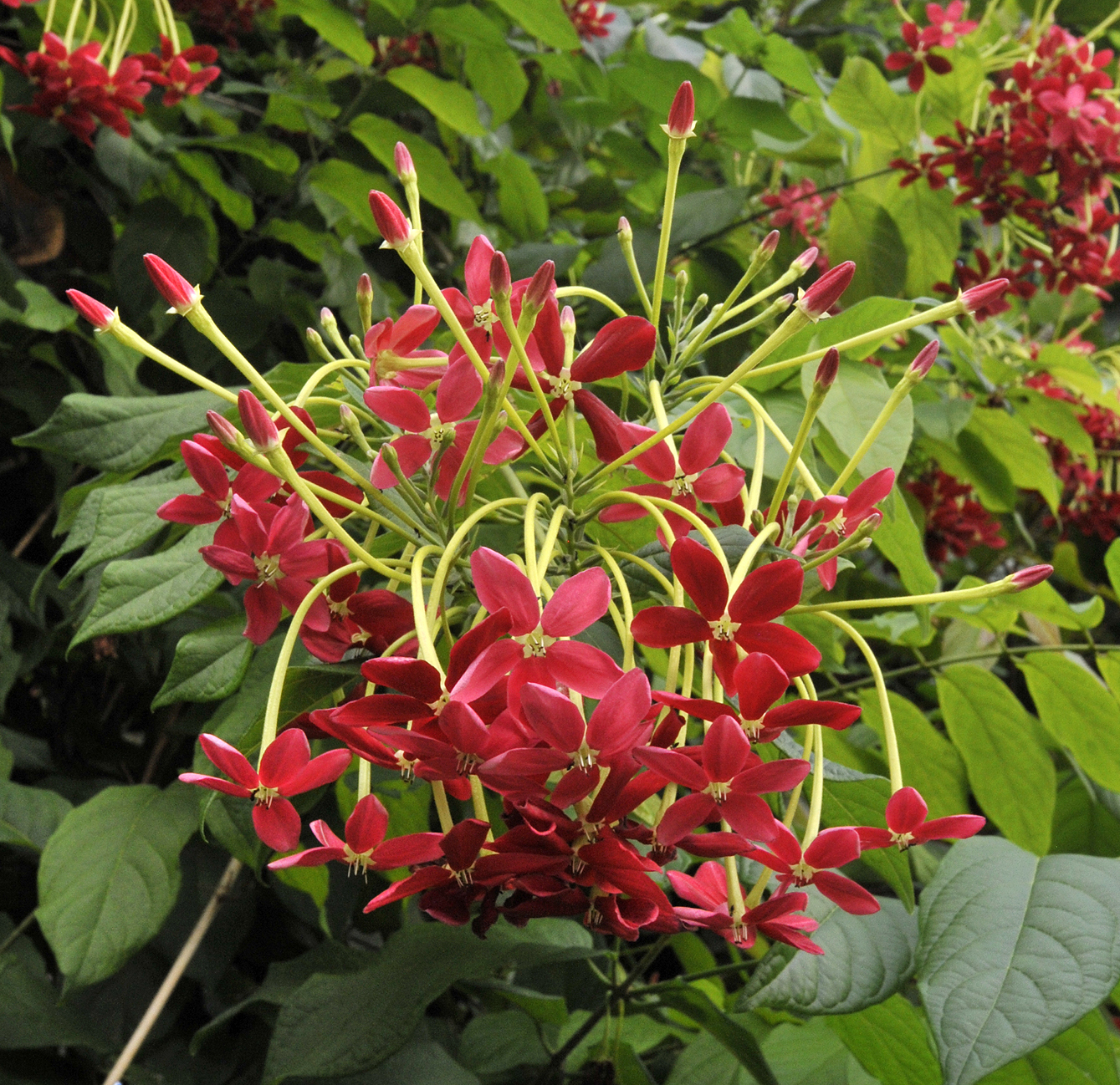 Combretum indicum. Closer.