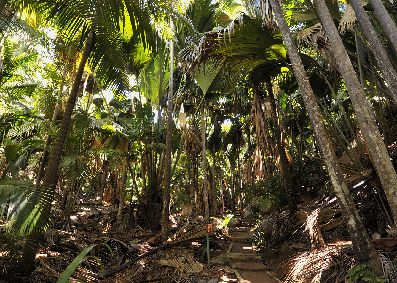 palm forest.