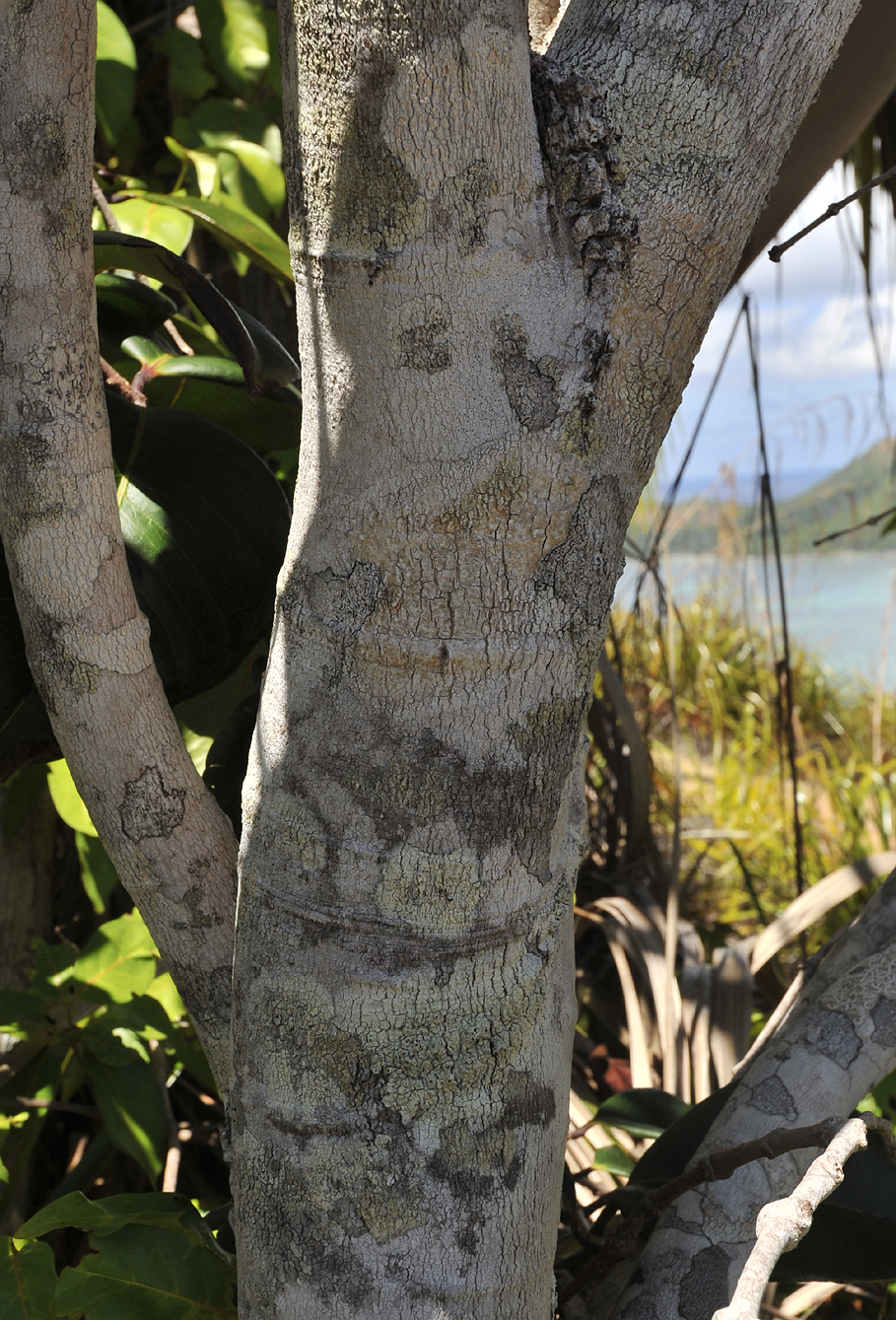 Syzygium_wrightii._Bark_2.jpg