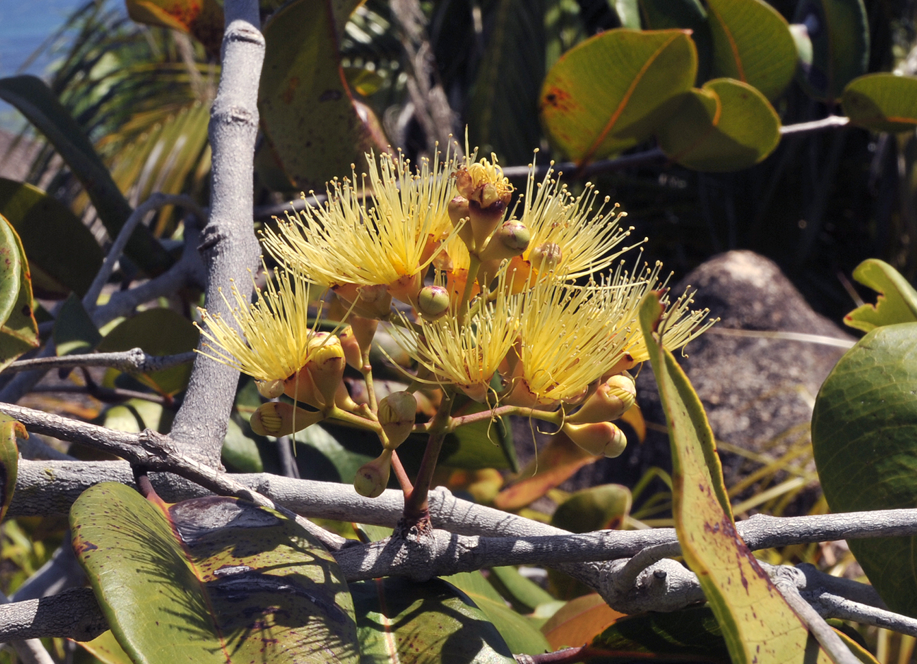 Syzygium_wrightii._Closer.2.jpg