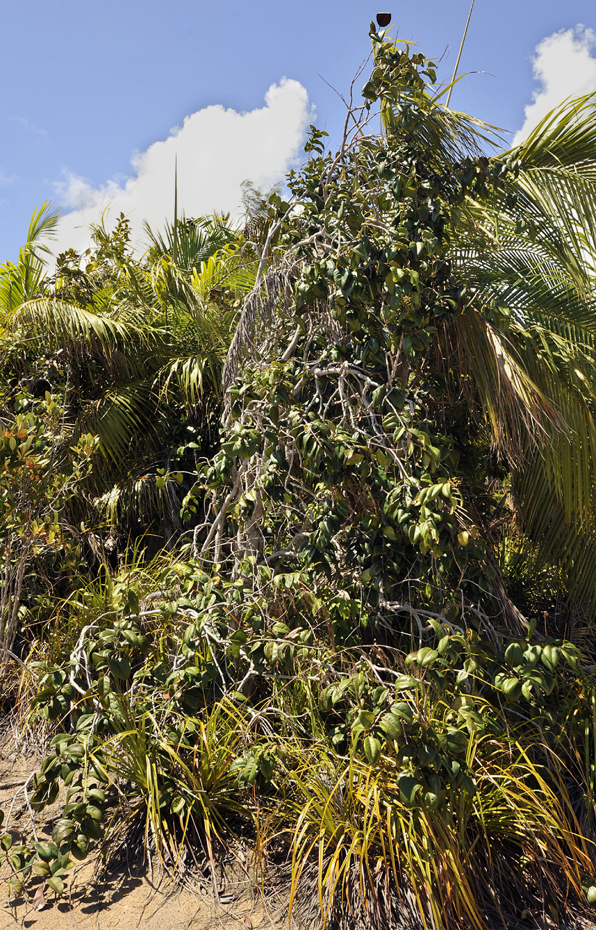 Syzygium_wrightii.3.jpg