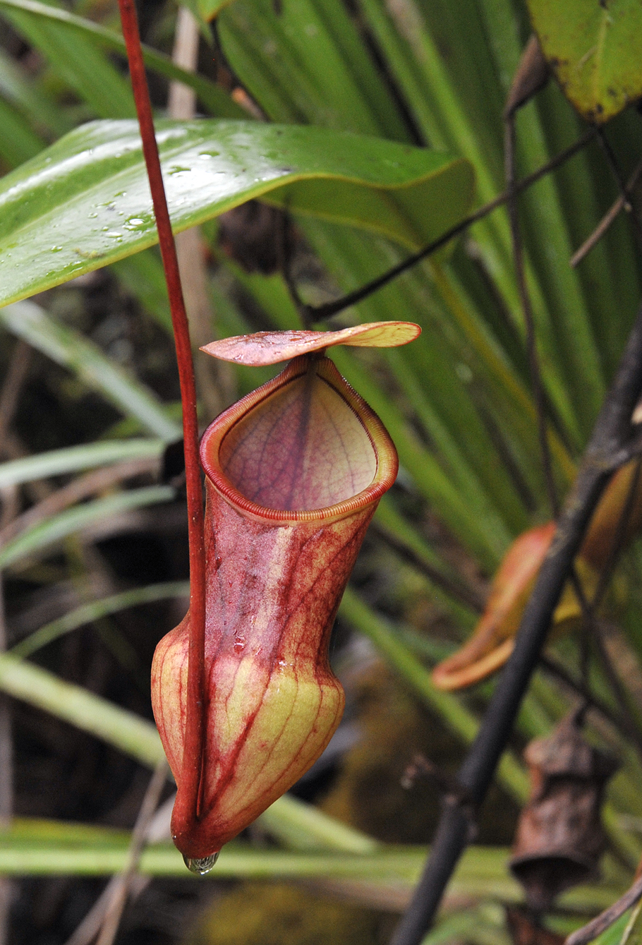 Nepenthes_pervillei._Intermediate_pitcher.jpg