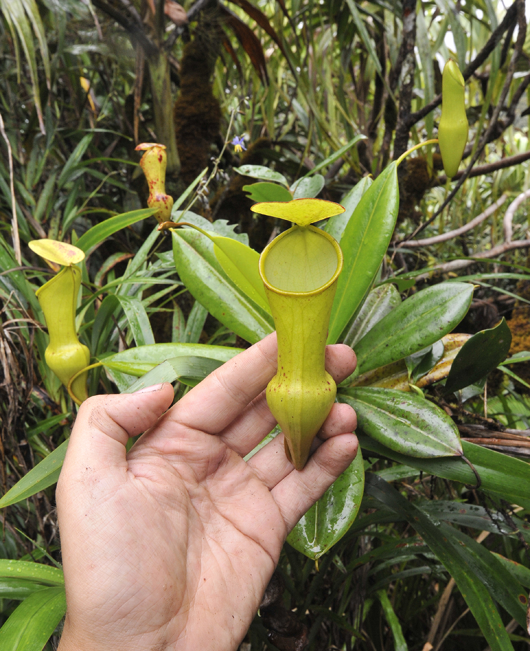 Nepenthes_pervillei.4.jpg