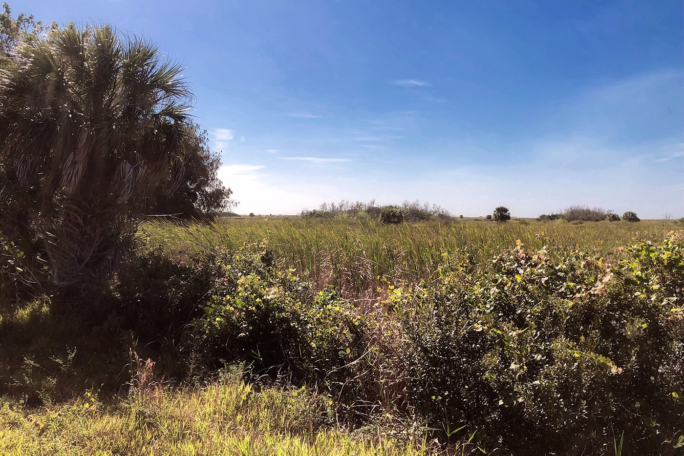 Walking the levees at Loxahatchee