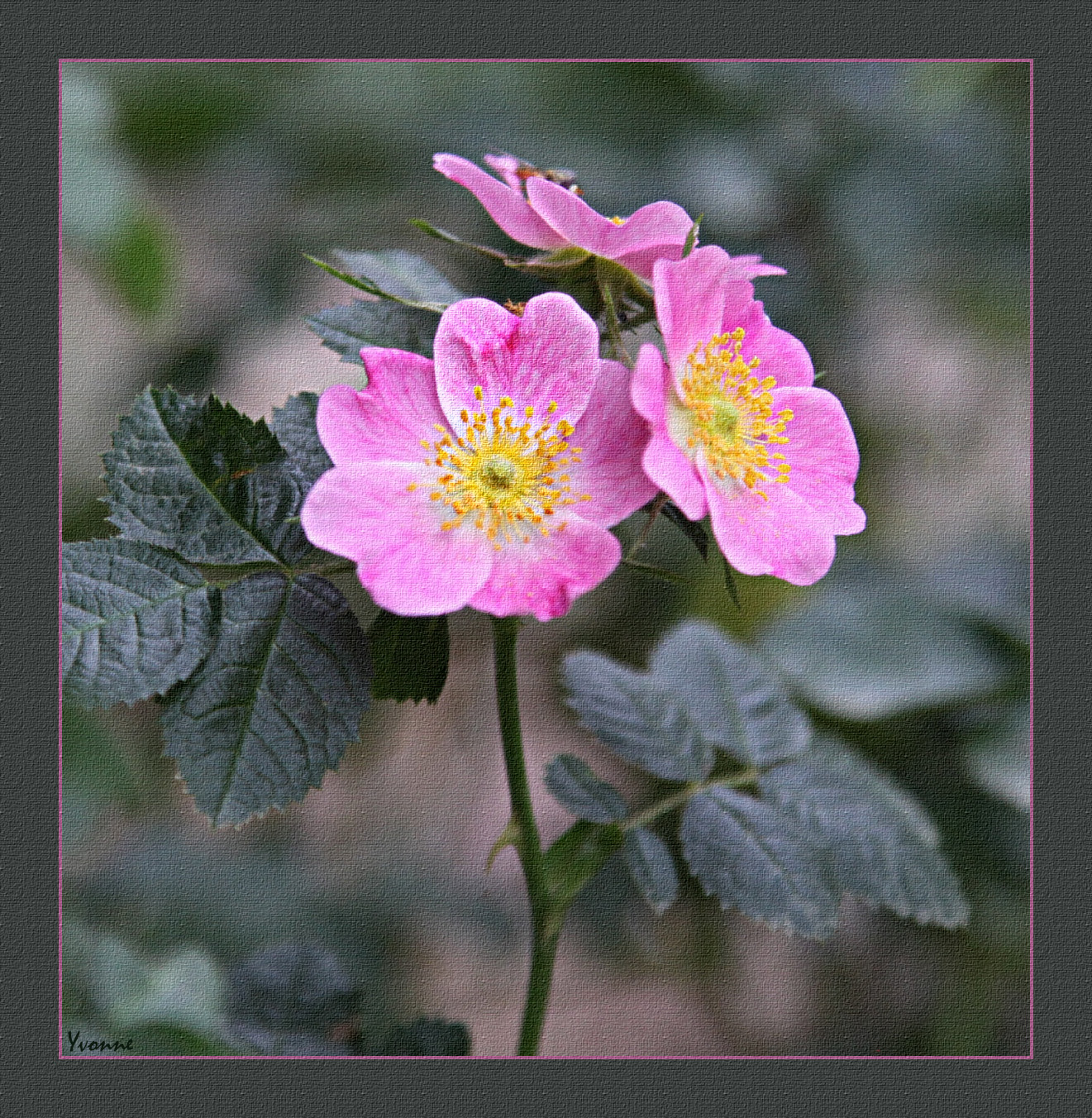 Sweet Briar Rose (Rosa rubiginosa )