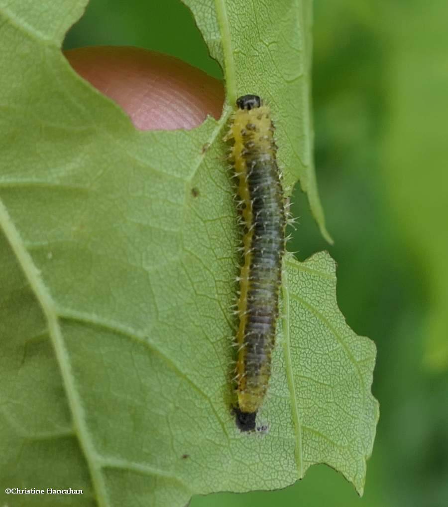 Sawfly larva (<em>Eupareophora parca</em>)