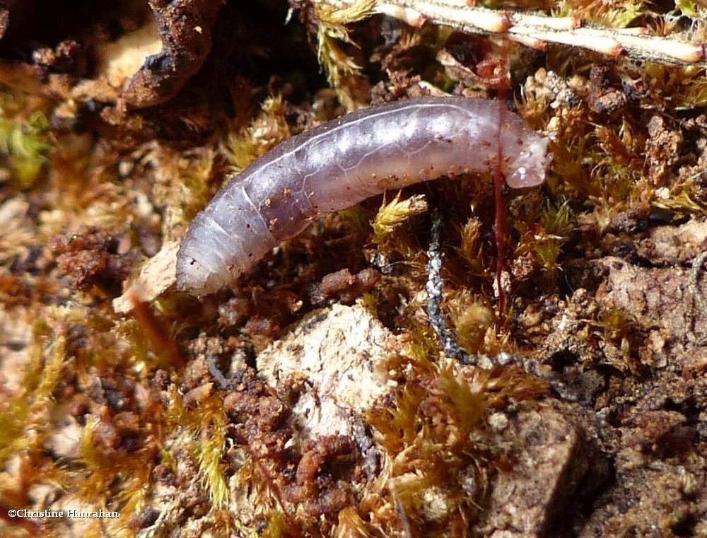 Zoosection Schizophora (Muscoid Flies and Allies) 