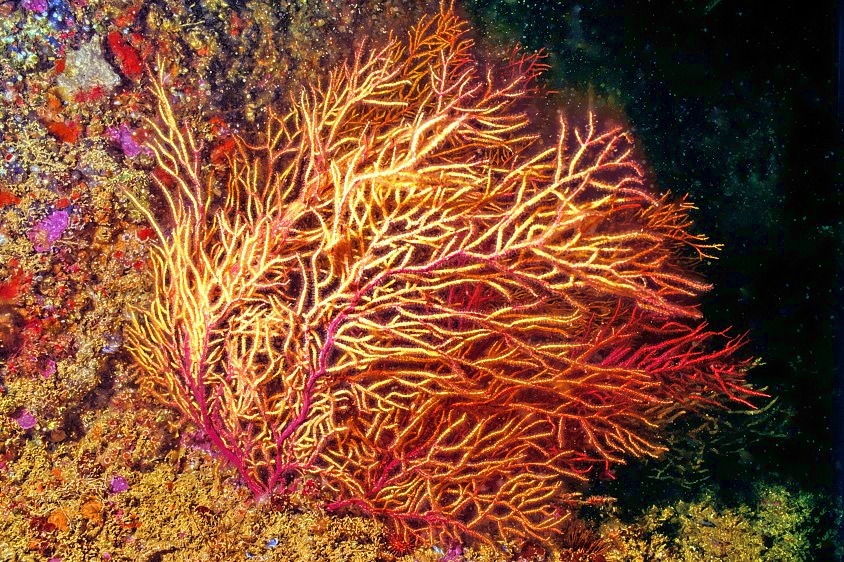 The Colourful Gorgonean 